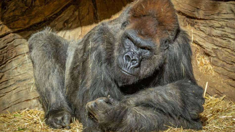 Gorilla Winston nach Corona-Antik&ouml;rper-Behandlung auf Weg der Besserung