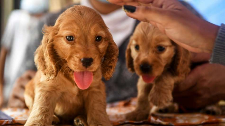 Polizei geht gegen mutma&szlig;lich betr&uuml;gerische Hundeh&auml;ndler in Bayern vor