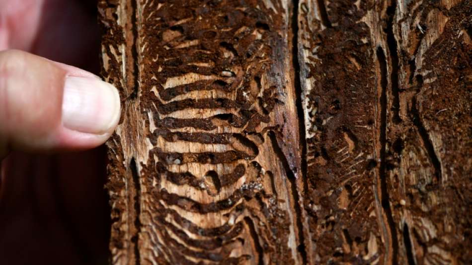 Geschlagenes Holz stammt oft von stark gesch&auml;digten B&auml;umen