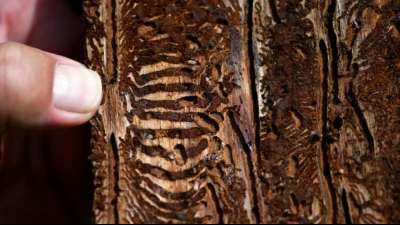 Geschlagenes Holz stammt oft von stark gesch&auml;digten B&auml;umen