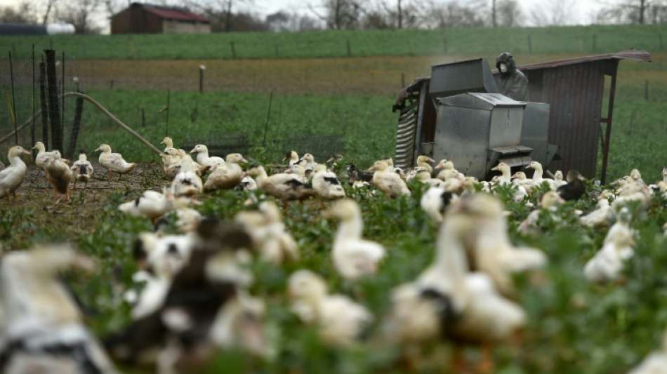 Erneut Vogelgrippe in der franz&ouml;sischen Stopfleber-Region im S&uuml;dwesten entdeckt