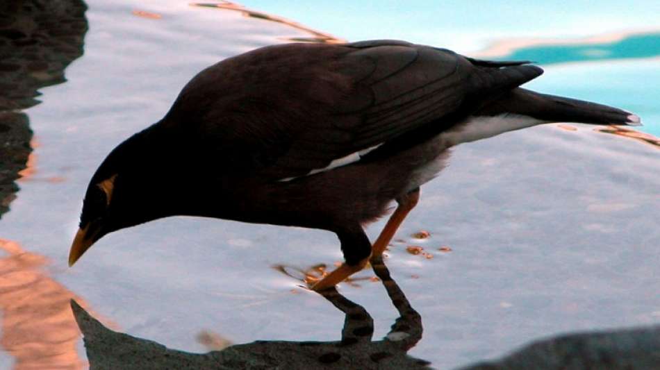 Selbst der Mynah-Vogel flieht mit Besitzerin aus Afghanistan