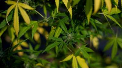 NRW-Ministerpr&auml;sident W&uuml;st r&uuml;gt eine Cannabis-Legalisierung