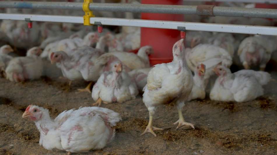 Gefl&uuml;gelwirtschaft warnt wegen Omikron vor Tierschutzproblemen in St&auml;llen