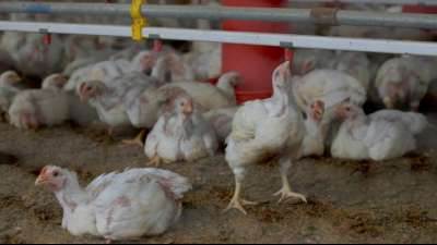 Gefl&uuml;gelwirtschaft warnt wegen Omikron vor Tierschutzproblemen in St&auml;llen