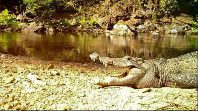 Vom Aussterben bedrohtes Siam-Krokodil in Thailand gesichtet