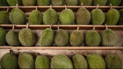 Vermeintliches Gasleck in Australien entpuppt sich als Stinkefrucht
