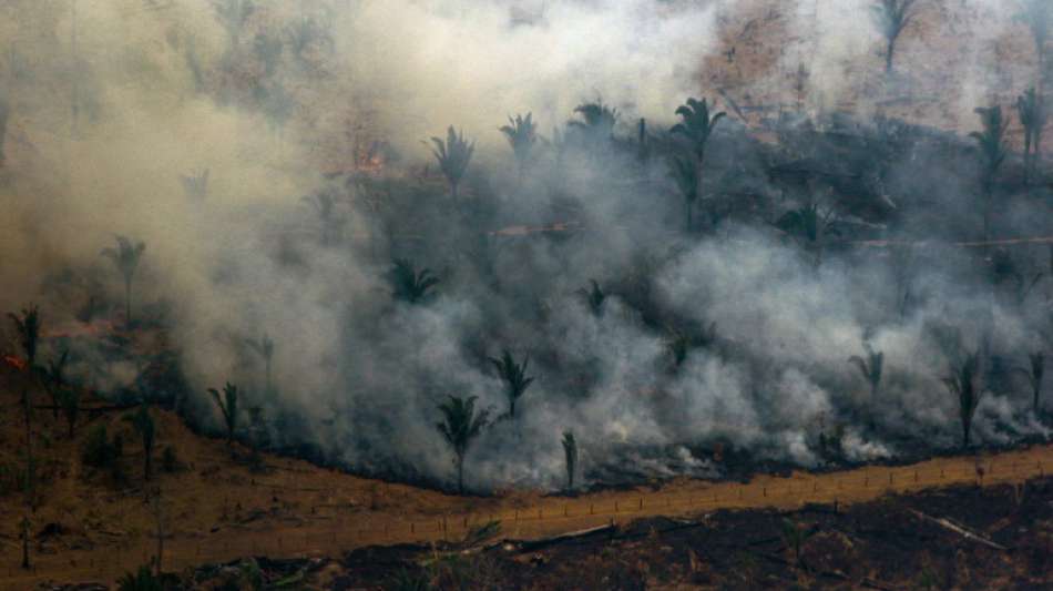 WWF: Zwischen 2004 und 2017 in Hotspots 43 Millionen Hektar Regenwald zerst&ouml;rt