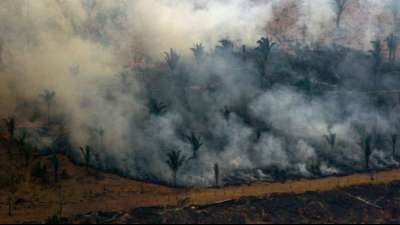 WWF: Zwischen 2004 und 2017 in Hotspots 43 Millionen Hektar Regenwald zerst&ouml;rt