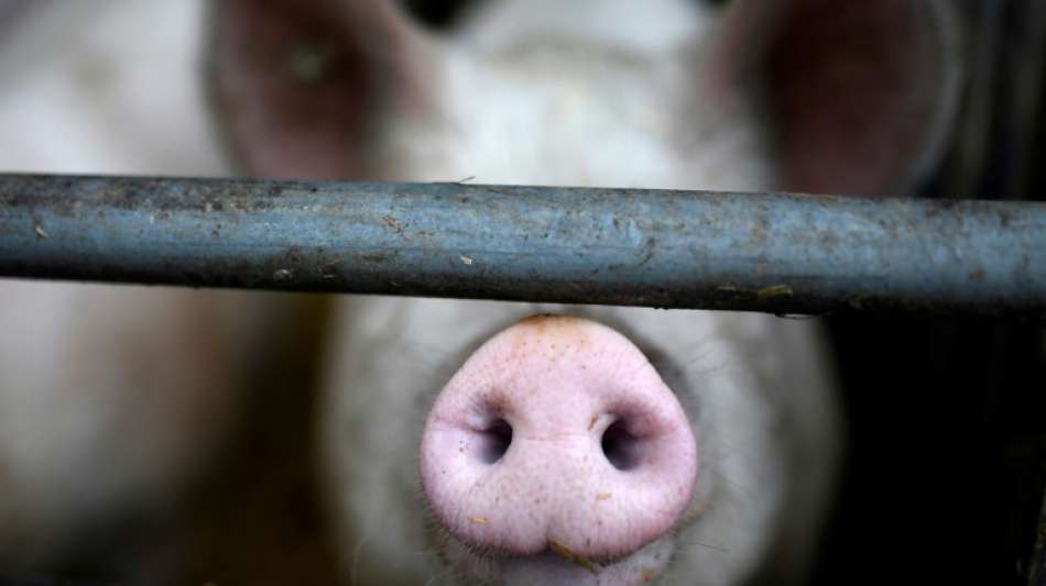 SPD will Kl&ouml;ckners Tierwohllabel im Bundestag stoppen