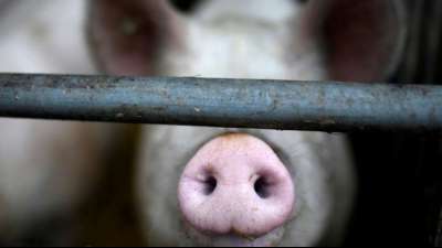 SPD will Kl&ouml;ckners Tierwohllabel im Bundestag stoppen