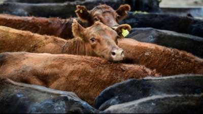 Deutschland und weitere L&auml;nder f&uuml;r EU-Verbot von Tiertransporten in Drittstaaten