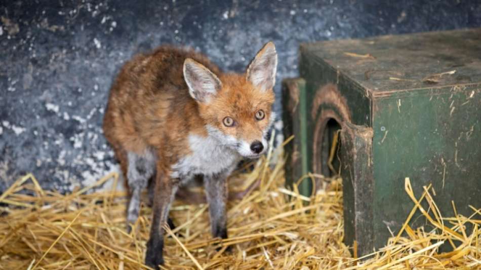 Fuchs versteckt sich unter Eckbank und will Haus nicht verlassen