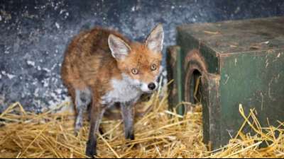 Fuchs versteckt sich unter Eckbank und will Haus nicht verlassen