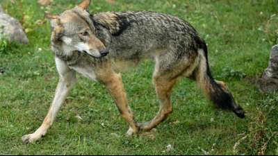 Bericht: Wolfssch&auml;den gehen erstmals seit Jahren zur&uuml;ck