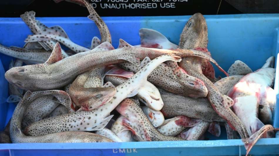 EU hofft auf L&ouml;sung im Fischerei-Streit zwischen Frankreich und Gro&szlig;britannien