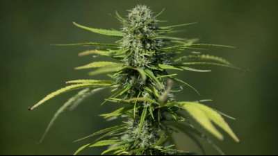 Legalisierung von Cannabis w&uuml;rde Fiskus laut Studie 4,7 Milliarden Euro bringen