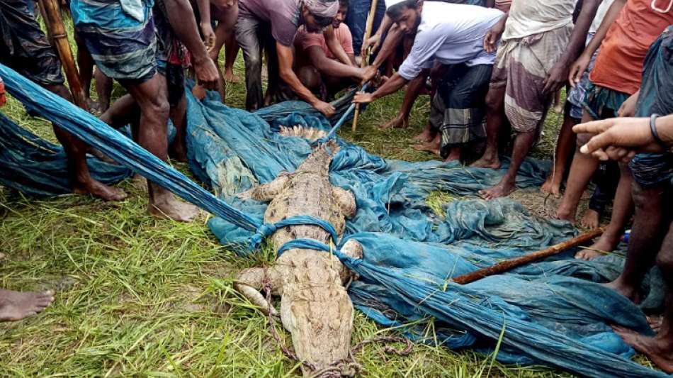 Als ausgestorben geltendes Sumpfkrokodil in Bangladesch eingefangen