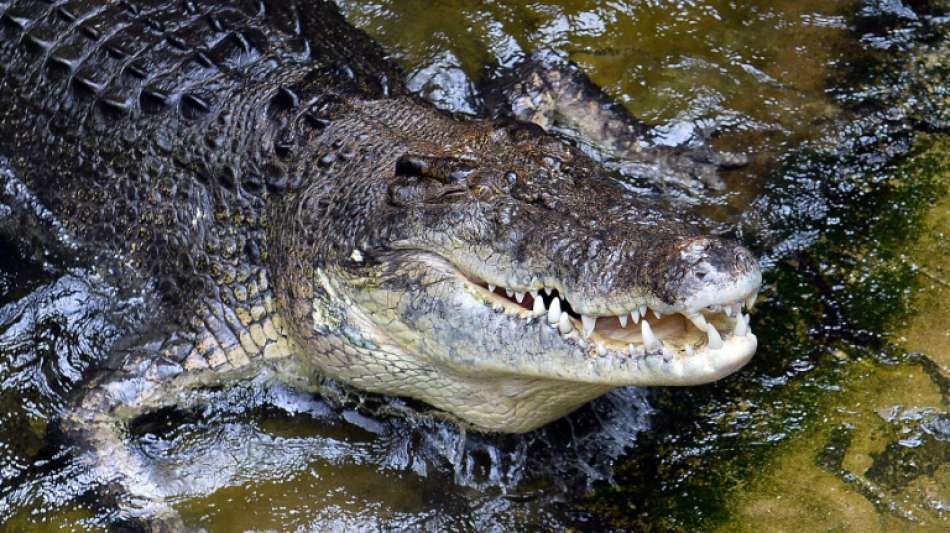 Krokodil ist Zootier des Jahres 2021