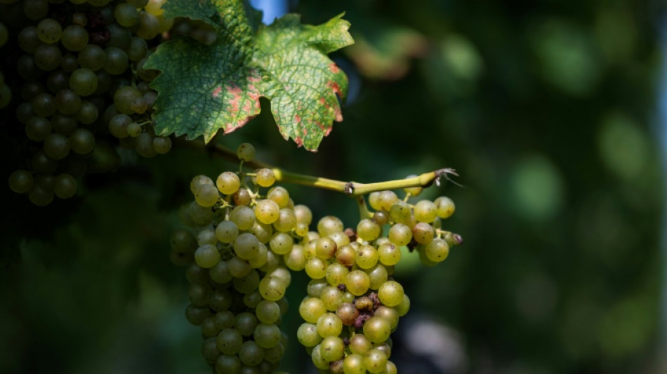 World wine output set for modest 2025 recovery: industry body