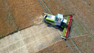 La s&eacute;cheresse historique devrait peser sur la r&eacute;colte c&eacute;r&eacute;ali&egrave;re en Allemagne en 2026