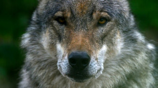 Mecklenburg-Vorpommerns Umweltminister Backhaus droht Anklage wegen Wolfst&ouml;tung