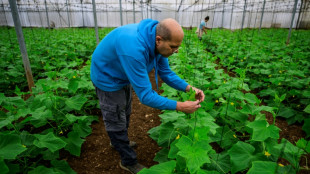 En Isra&euml;l, des b&eacute;n&eacute;voles pour les r&eacute;coltes des agriculteurs arabes