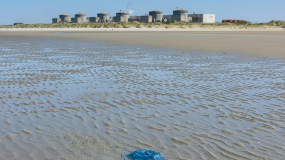 Medusas obligan a la empresa francesa de electricidad EDF a detener tres reactores de una central nuclear