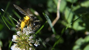 EU-Gericht: Verl&auml;ngerte Genehmigung f&uuml;r Insektizid Cypermethrin nicht &uuml;berpr&uuml;fen