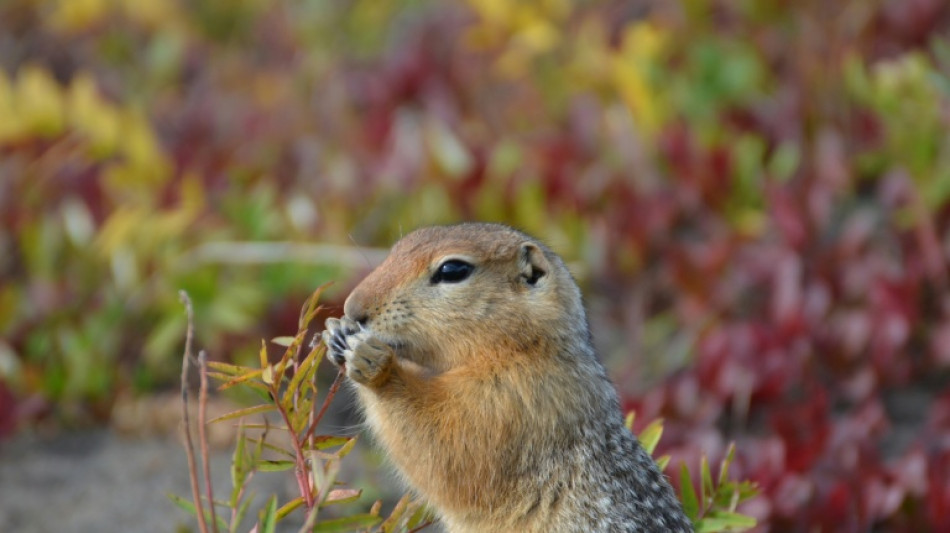 De l'ADN de mammouth retrouv&eacute; dans des excr&eacute;ments congel&eacute;s d'&eacute;cureuil