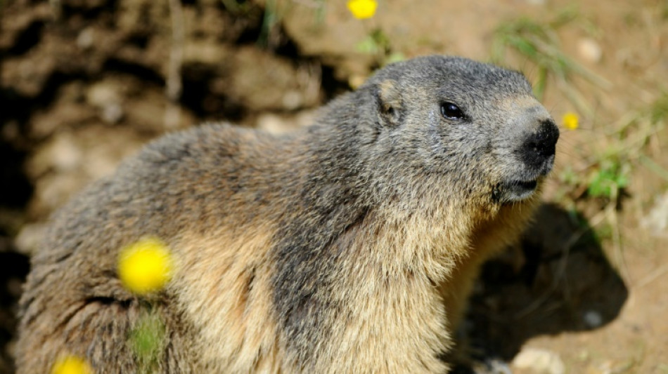 La chasse &agrave; la marmotte maintenue en Savoie