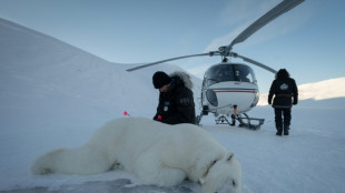 Dans l'Arctique, une expédition norvégienne réalise des biopsies sur des ours polaires