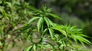 El estado de Maryland anular&aacute; 175.000 condenas por uso de marihuana