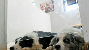 En Chine, la garde d'animaux reprend du poil de la b&ecirc;te