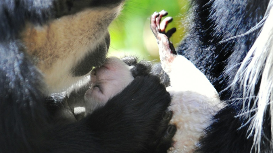 Primeiro beijo pode remontar a 21 milhões de anos, dizem cientistas britânicos
