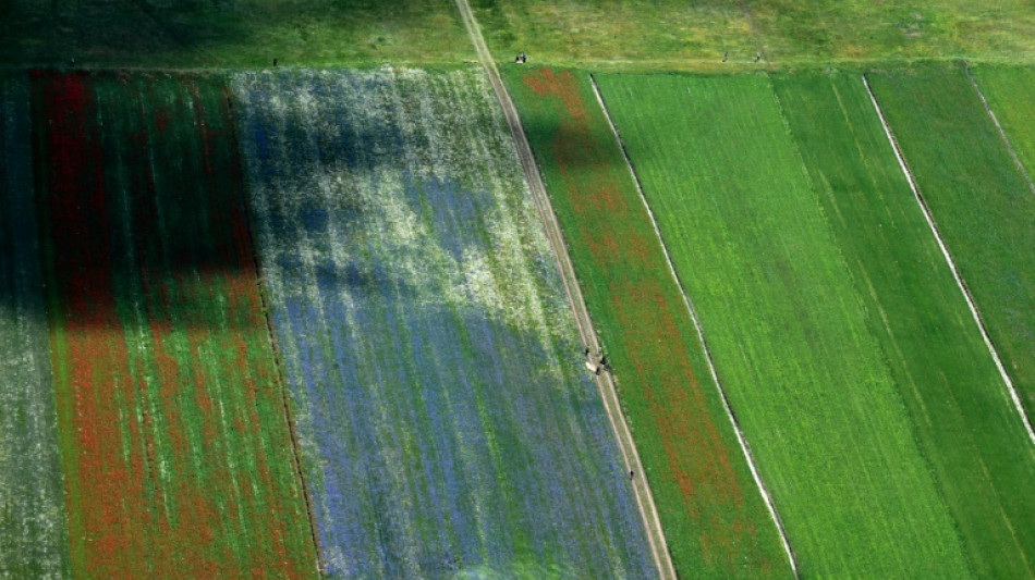 Arrestan en Italia bajo cargos de asesinato al patr&oacute;n que abandon&oacute; a un jornalero indio herido