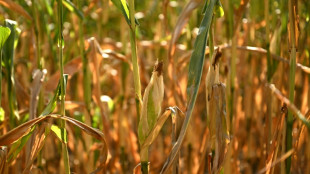 Hitze und Trockenheit: Bauern erwarten leicht unterdurchschnittliche Ernte