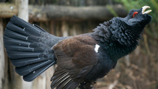 Vosges: la r&eacute;introduction du grand t&eacute;tras a du plomb dans l'aile