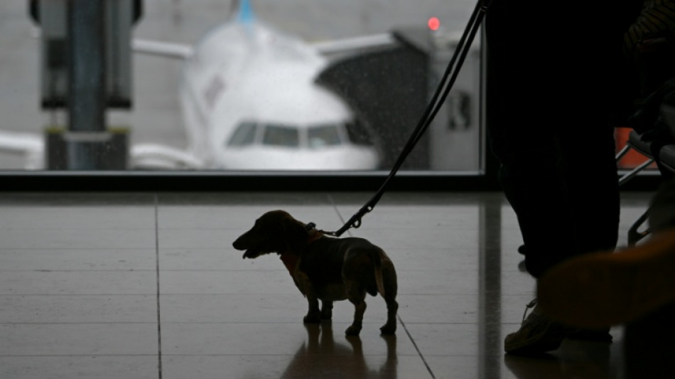 Justiça europeia estima que cachorros têm mesmo valor que bagagem comum em voos