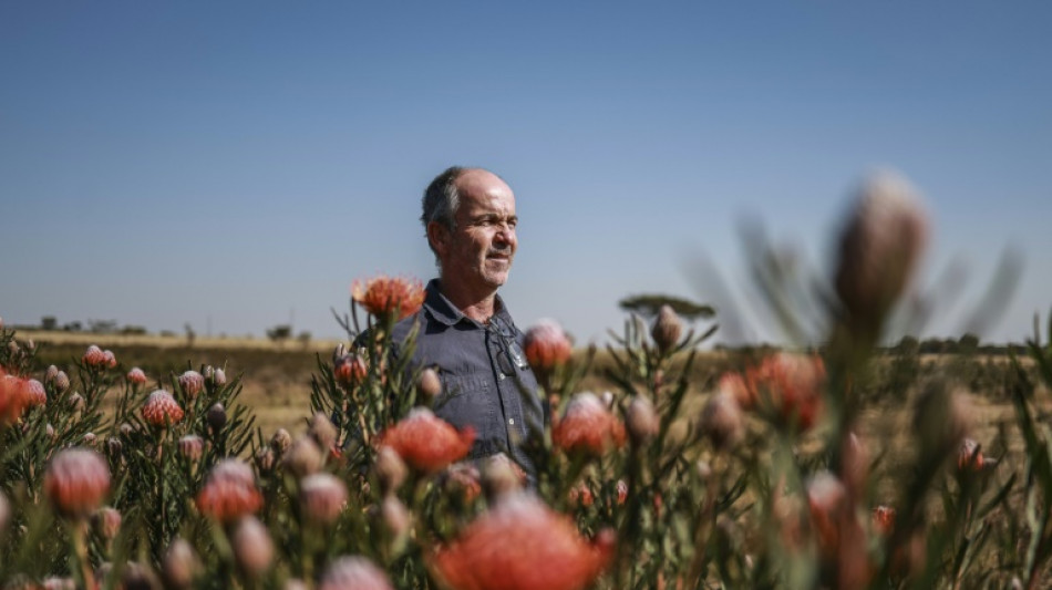 La protéa, fleur nationale de l'Afrique du Sud, menacée par le changement climatique
