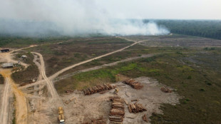 NGO-Bericht: Viele Unternehmen tragen nicht genug zum Waldschutz bei