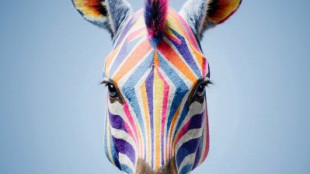 Festival cinema africano, d'Asia e America Latina: 47 film, la met&agrave; prime