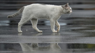 Trap, neuter, release: Jakarta battles cat-astrophic stray numbers