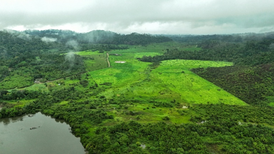 La UE propone suavizar las normas contra la deforestación para facilitar su implementación
