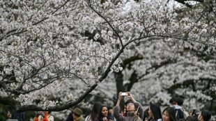 Sous une pluie de pétales, touristes et locaux admirent la beauté des cerisiers en fleurs à Tokyo