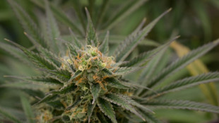 &Aacute;msterdam participar&aacute; en experimento de venta de cannabis producido en Pa&iacute;ses Bajos