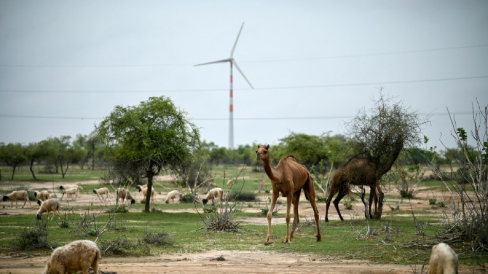 Inde: les &eacute;oliennes du d&eacute;sert de Thar bouleversent un mode de vie ancestral