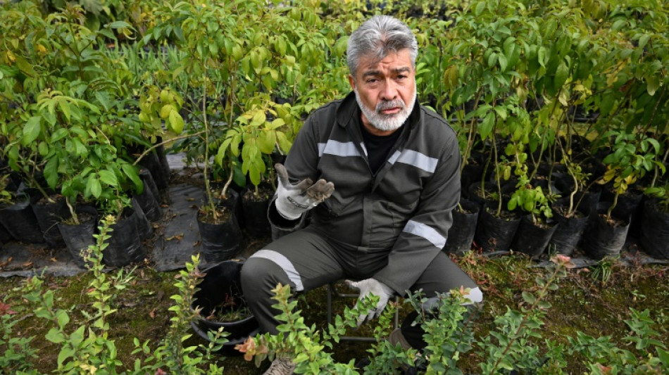 Sembrar &aacute;rboles, una pena in&eacute;dita para criminales de guerra en Colombia