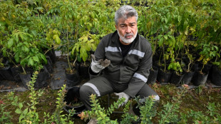 Sembrar &aacute;rboles, una pena in&eacute;dita para criminales de guerra en Colombia