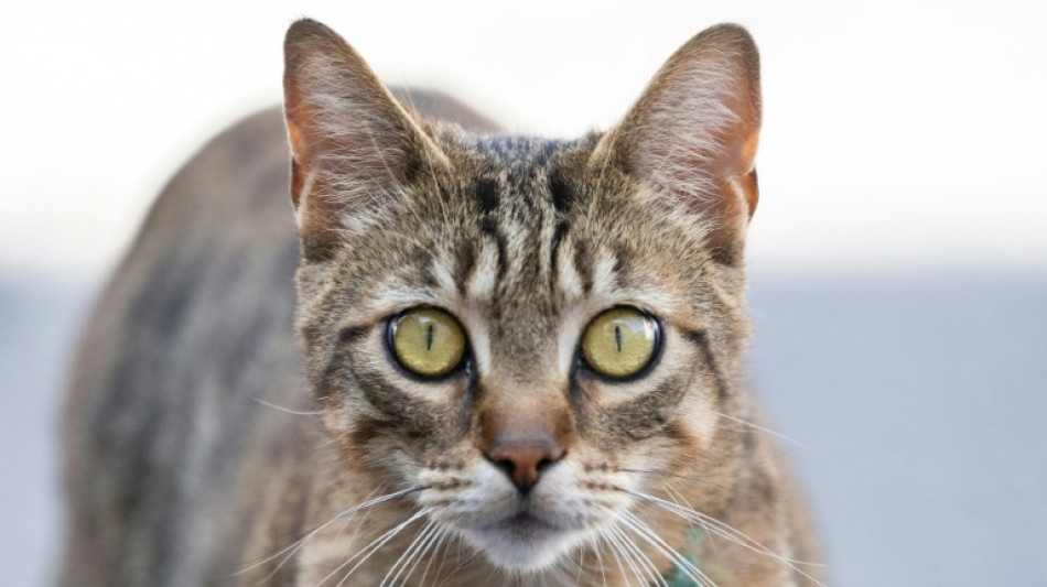 Baden-W&uuml;rttemberg: Radrennfahrer stirbt nach Zusammensto&szlig; mit Katze